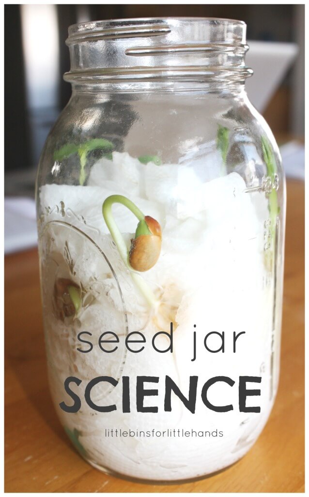 Seed Jar Science Experiment Spring Science Growing Activity