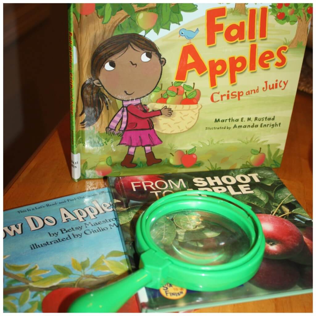 Apple Science Activity How An Apple Grows Favorite Books