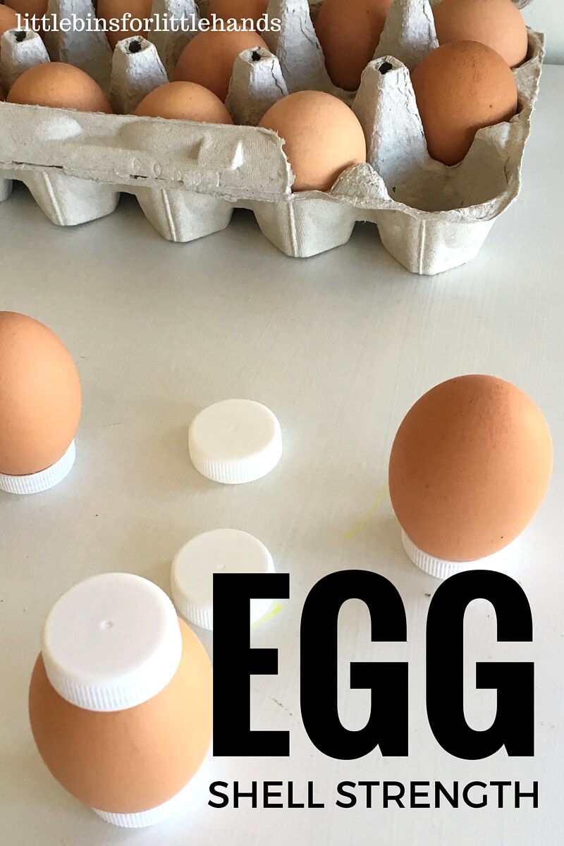 Eggshell Strength Experiment: How strong is an eggshell?