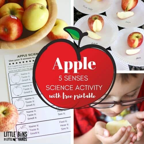 Apple Senses Science for 5 senses Fall STEM
