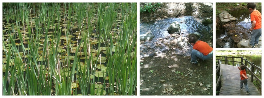 Frogs Sensory Play Pond Walk