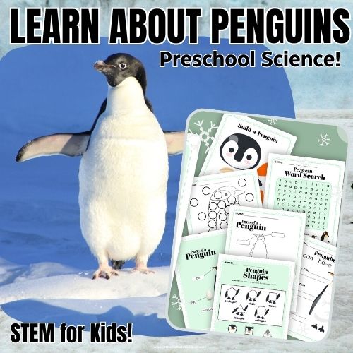 Penguin Activities For Preschool