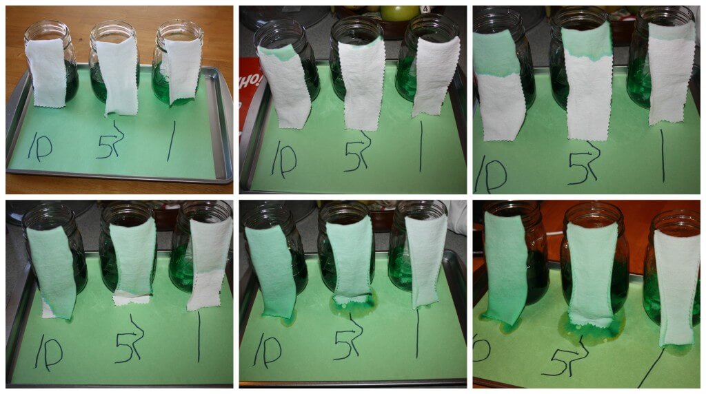 green color exploring water absorption science activity results