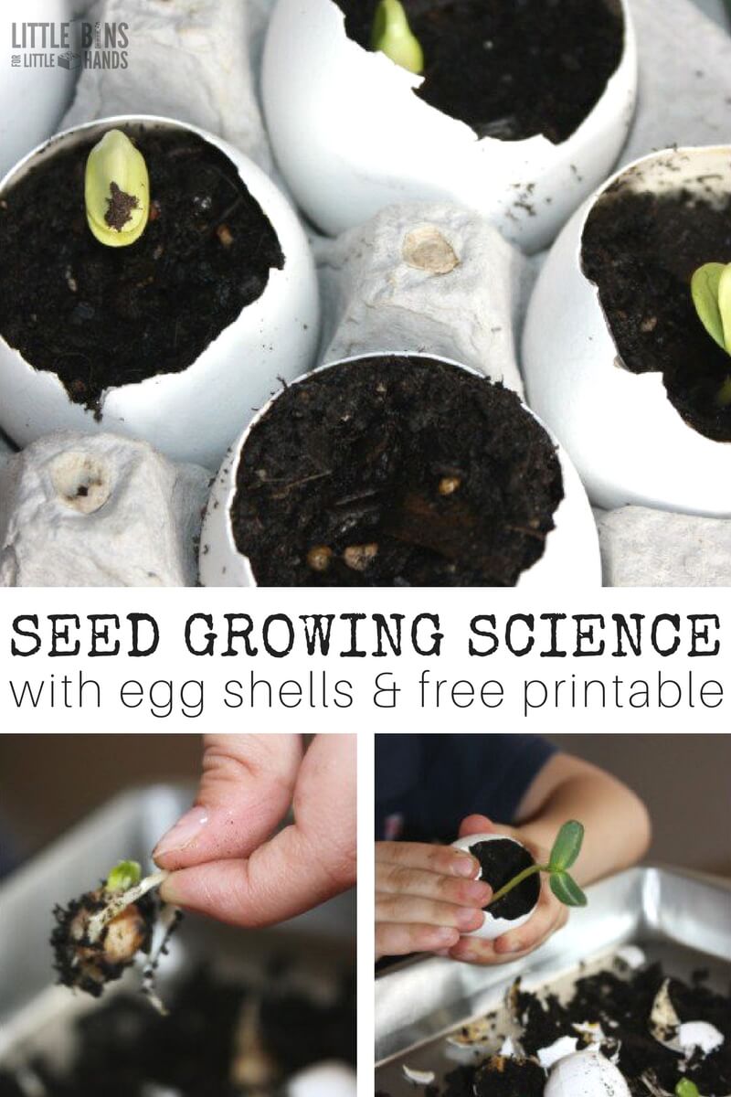 Egg Shell Seed Growing Science Activity and Spring Science for Kids