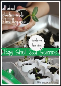 Egg Shell Seed Planting Science Experiment