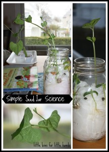 Seed Jar Science Experiment