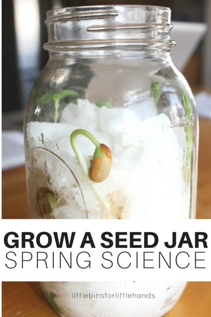 Watching seeds grow is an amazing science lesson for kids. Our seed jar science experiment gives kids the opportunity to see up close what would actually be happening under the ground! Our awesome seed jar spring science activity turned out amazingly well, and we loved checking on the progress each day! Simple science activities are great for young kids.