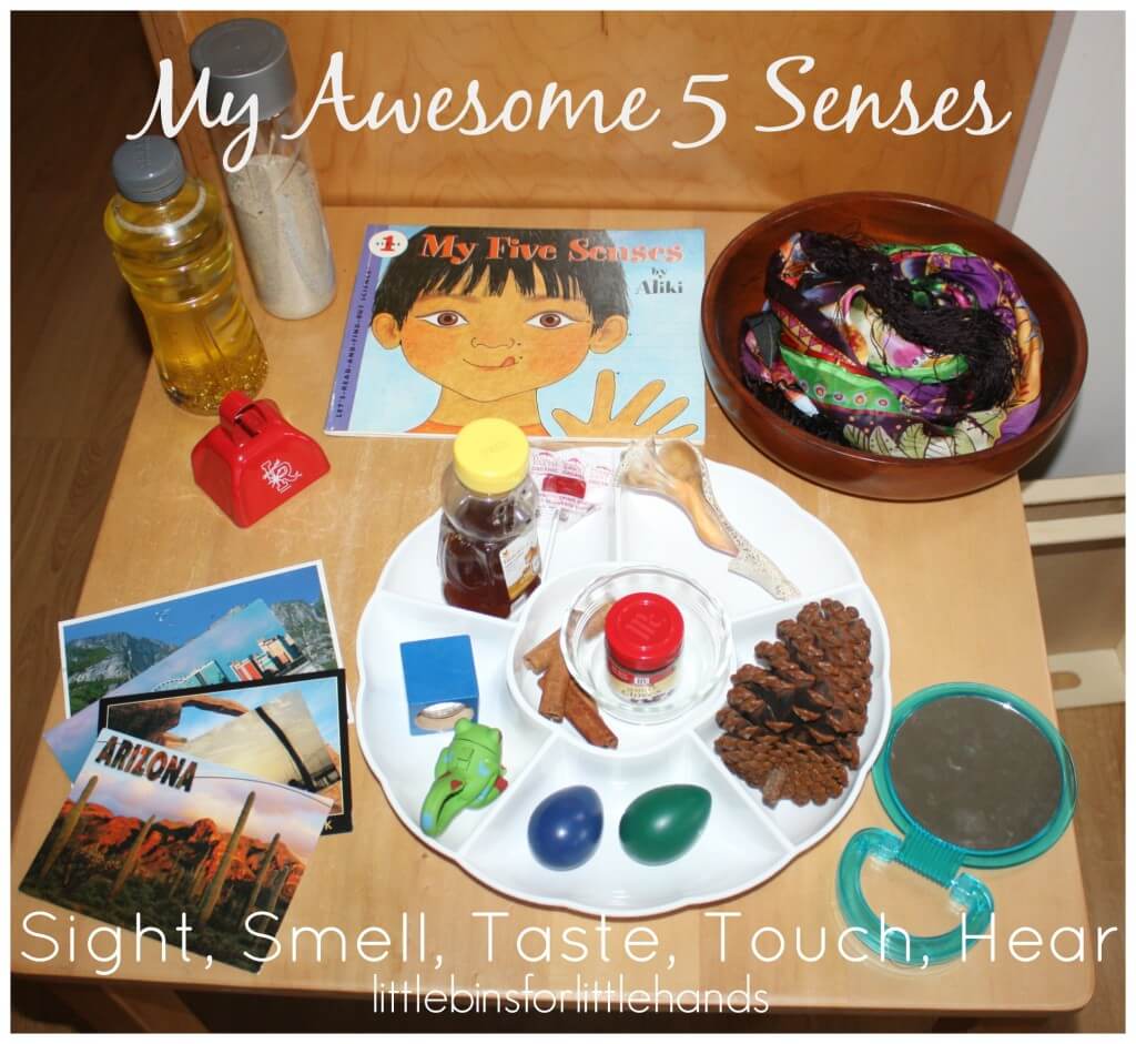5 senses activity discovery table set up sight smell taste touch hear