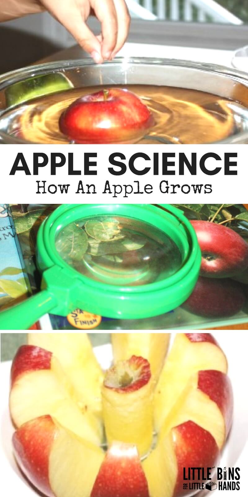 Learn how an apple grows for fun fall preschool science. Simple apple science activity for young kids to learn all about apples. Great for Apple STEM activities, Ten Apples Up On Top activities, and fall science activities!