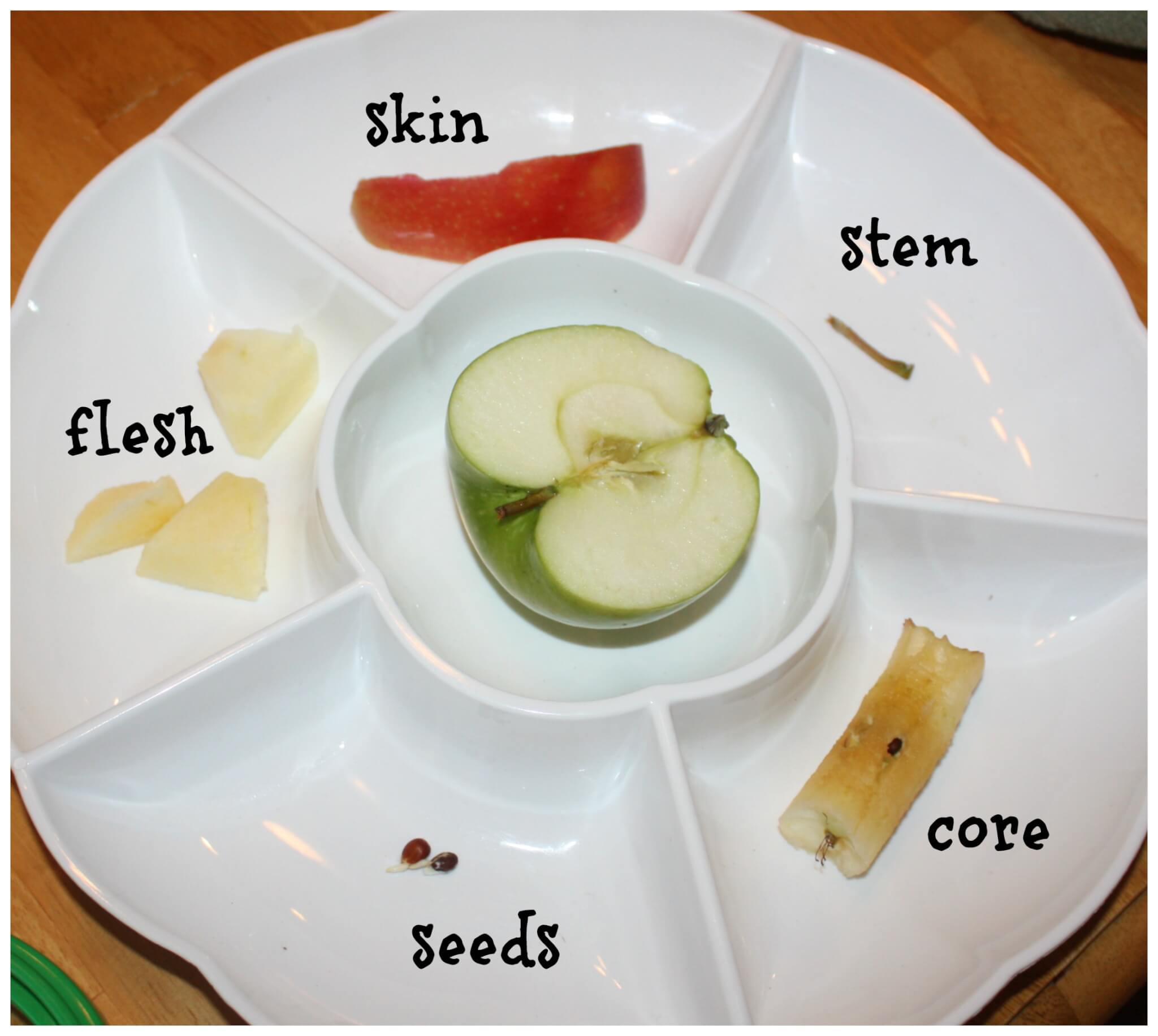Apple Science Activity Parts Of An Apple - Kindergarten Science Lessons