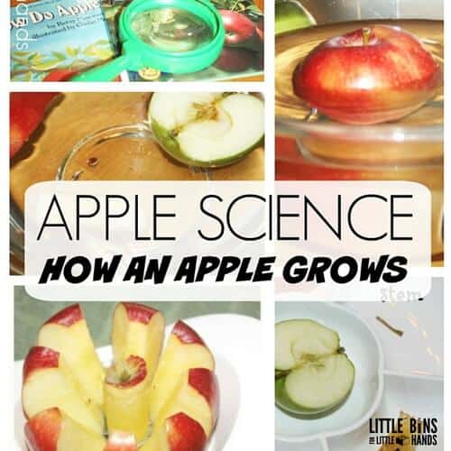 Apple Science Activity for Kids How An Apple Grows Fall Science