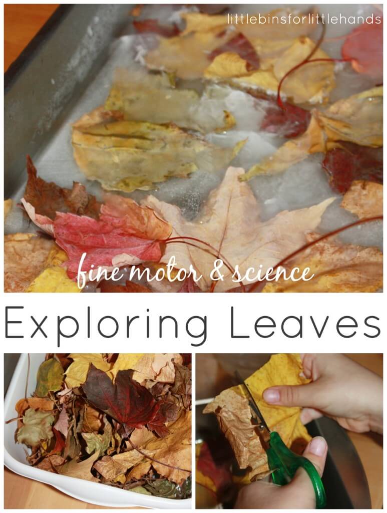 Leaf Activities Science and Fine Motor Skills Play