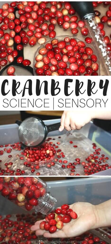 Simple and fun cranberry science activity and experiment for kids! Perfect for quick Thanksgiving science, this cranberry science experiment also doubles as a great Thanksgiving sensory play activity that takes very little effort to set up. Food science for kids!