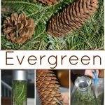 Evergreen Science Observation