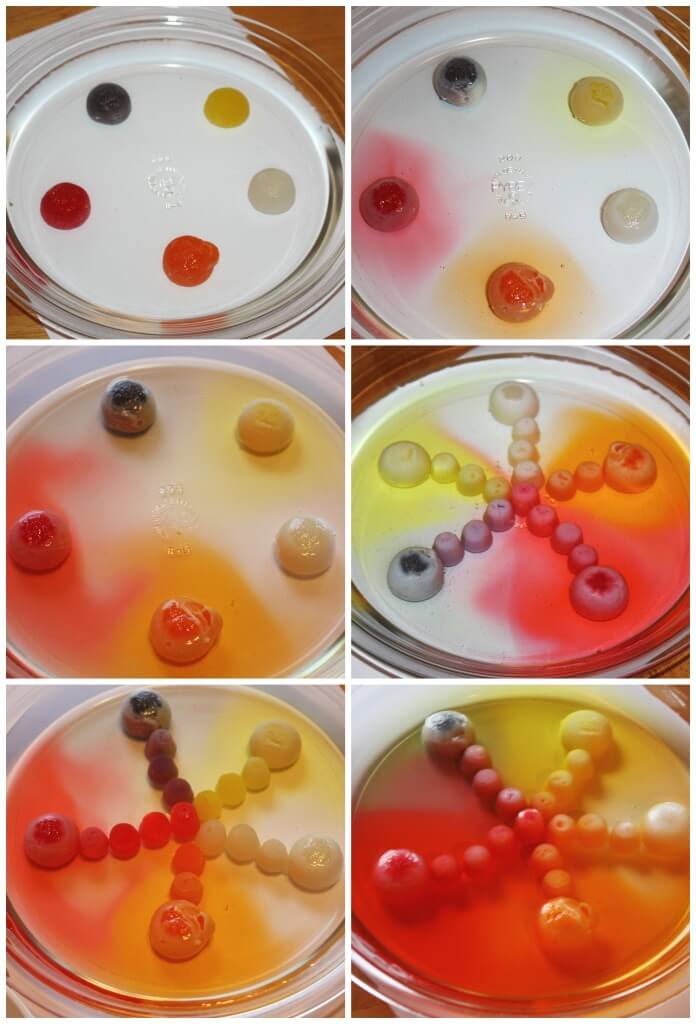 Gumdrop Dissolving Science Candy STEM ideas science activity