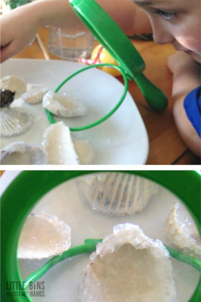 Crystal Seashells Science Experiment for growing Crystals with Borax Powder