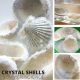 Crystal Seashells Borax Crystal Growing Science Experiment for Kids Summer Science