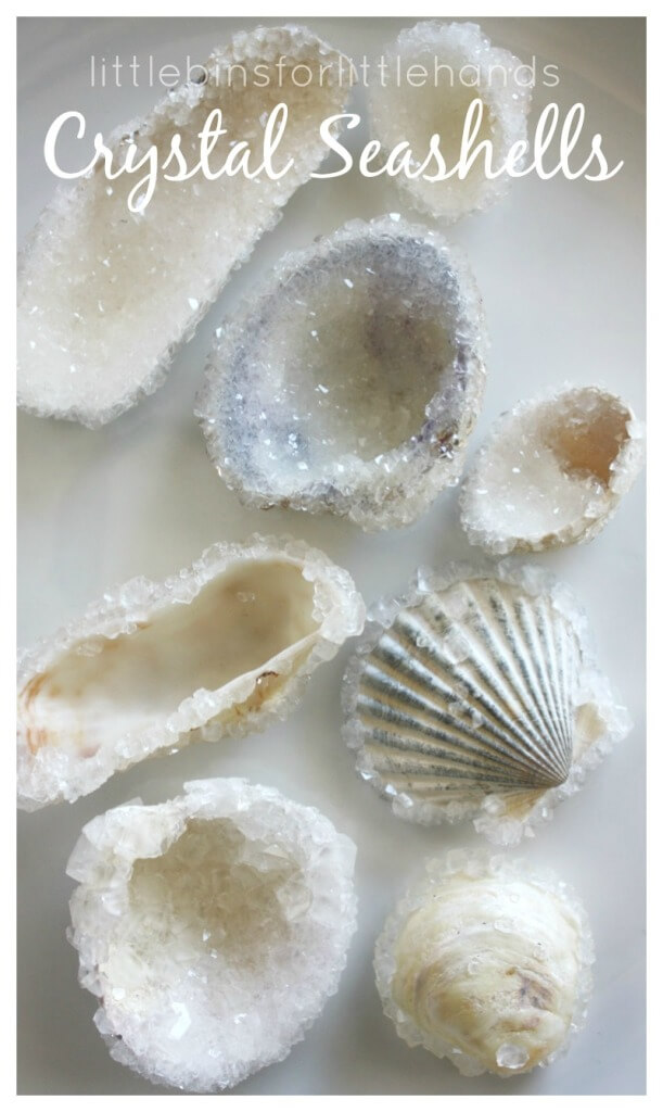 Crystal shells seashells science activity borax crystal growing