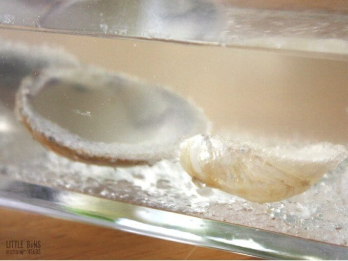Crystal Seashells borax Crystal Growing Summer Science Experiment and Activities