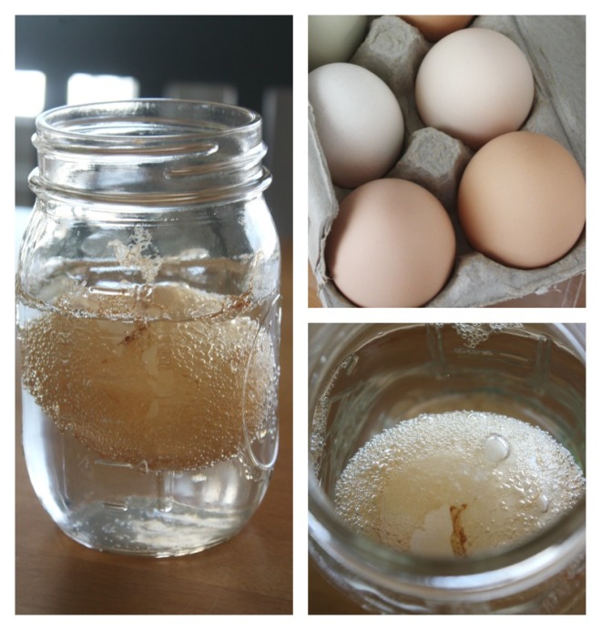 Naked Egg Science Experiment for Kids