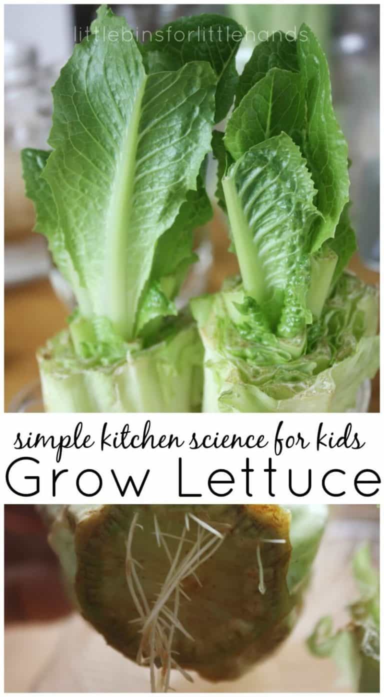 Regrow Lettuce Activity For Kids