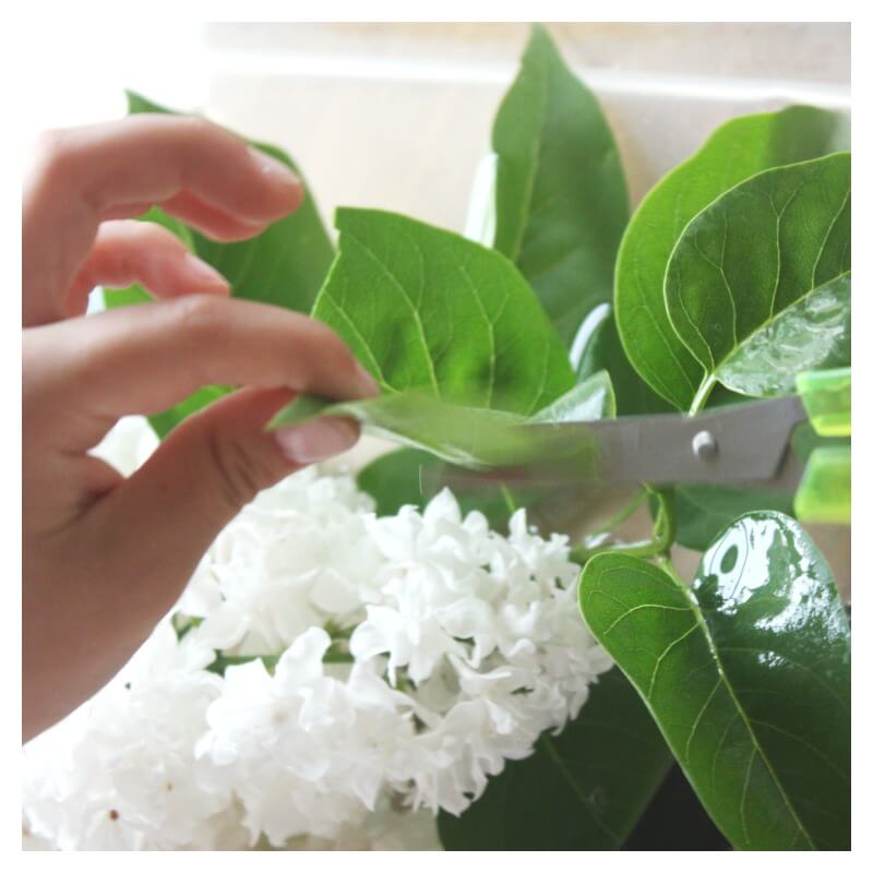 Flower Play Cutting Leaves with Scissors