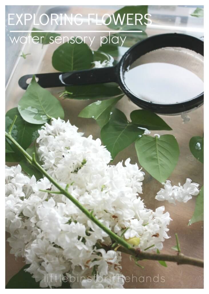 Flower Sensory Bin Water Bin with Lilacs