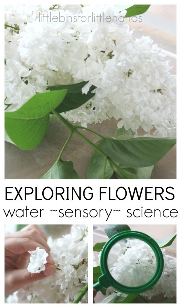 Flower Sensory Play Water Science