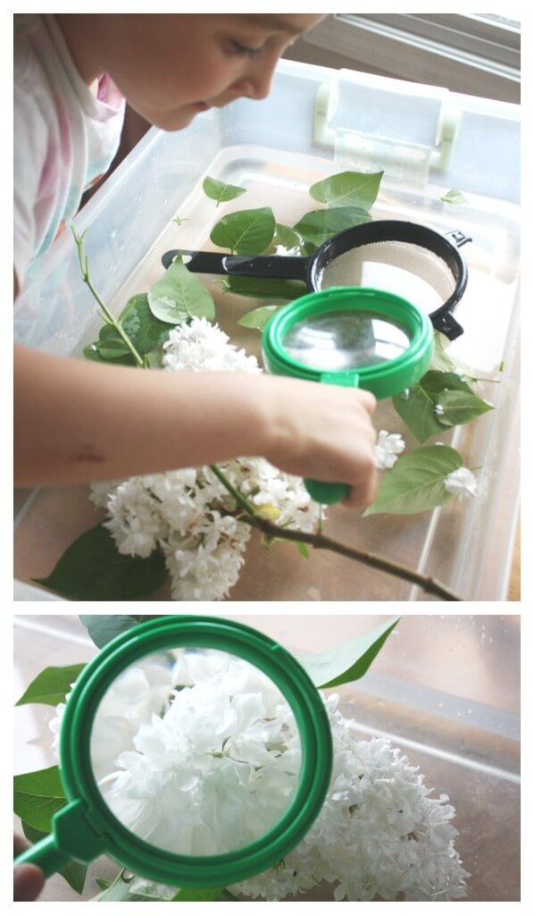 Flower Sensory Science Magnifying Flowers Lilac Activity