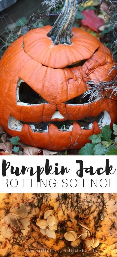 This fall check out the Pumpkin Jack book and try out this awesome kid science with a rotting science Pumpkin Jack activity! Check out mold up close at your Pumpkin Jack rots this fall season. Plant your own Pumpkin Jack and see what happens in the spring.
