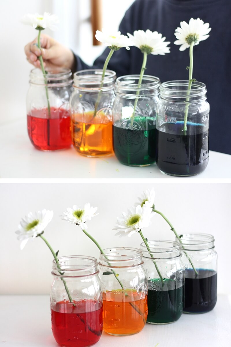 Color Changing Flower Science Experiment Spring STEM