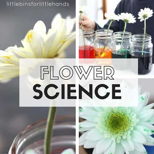 Color Changing Flower Science Experiment for Kids Spring STEM