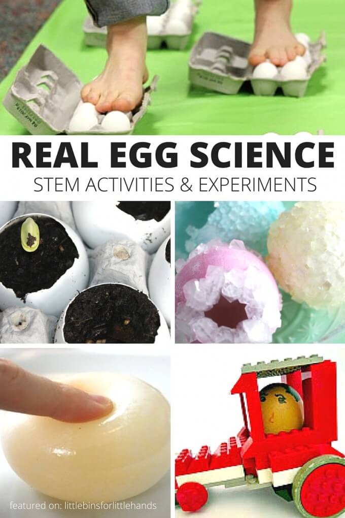 Real egg science experiments for kids! Use whole eggs and egg shells for awesome STEM projects including the rubber egg, crystal growing, seed growing, classic egg drop challenge and more!