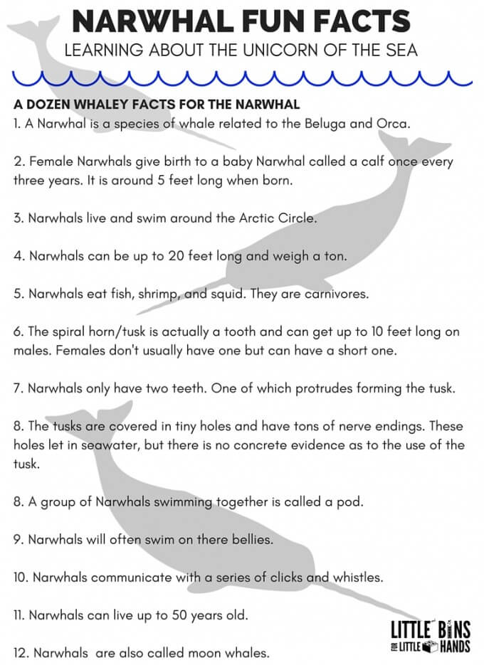 NARWHAL FUN FACTS