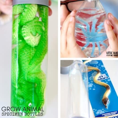 grow-animal-specimen-bottle-science-discovery-bottle-for-kids
