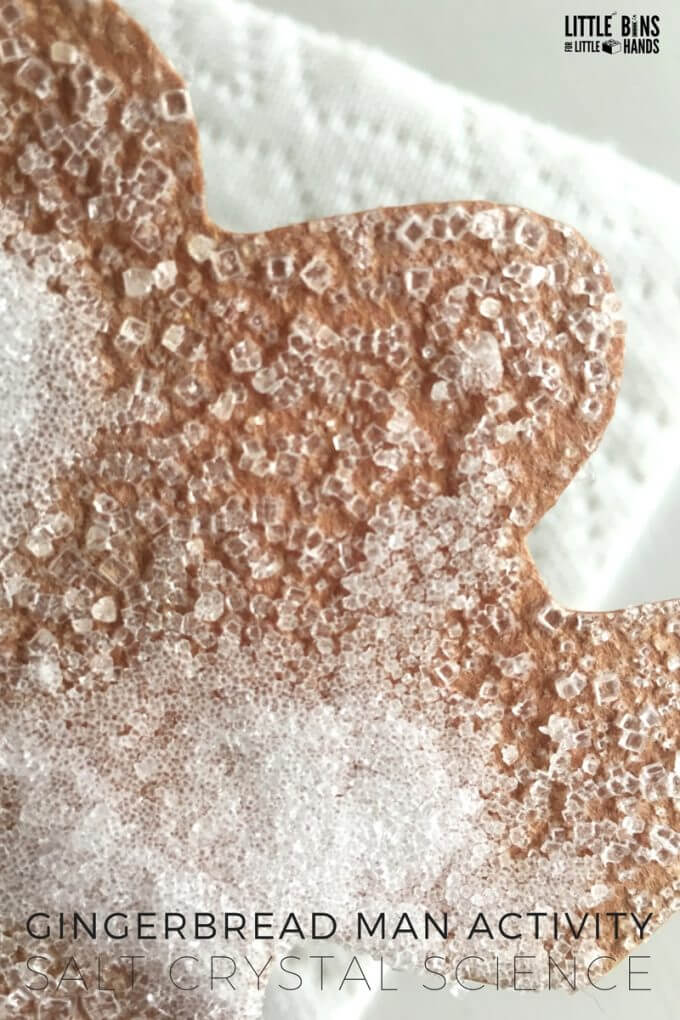 Christmas science with growing salt crystals on gingerbread men 