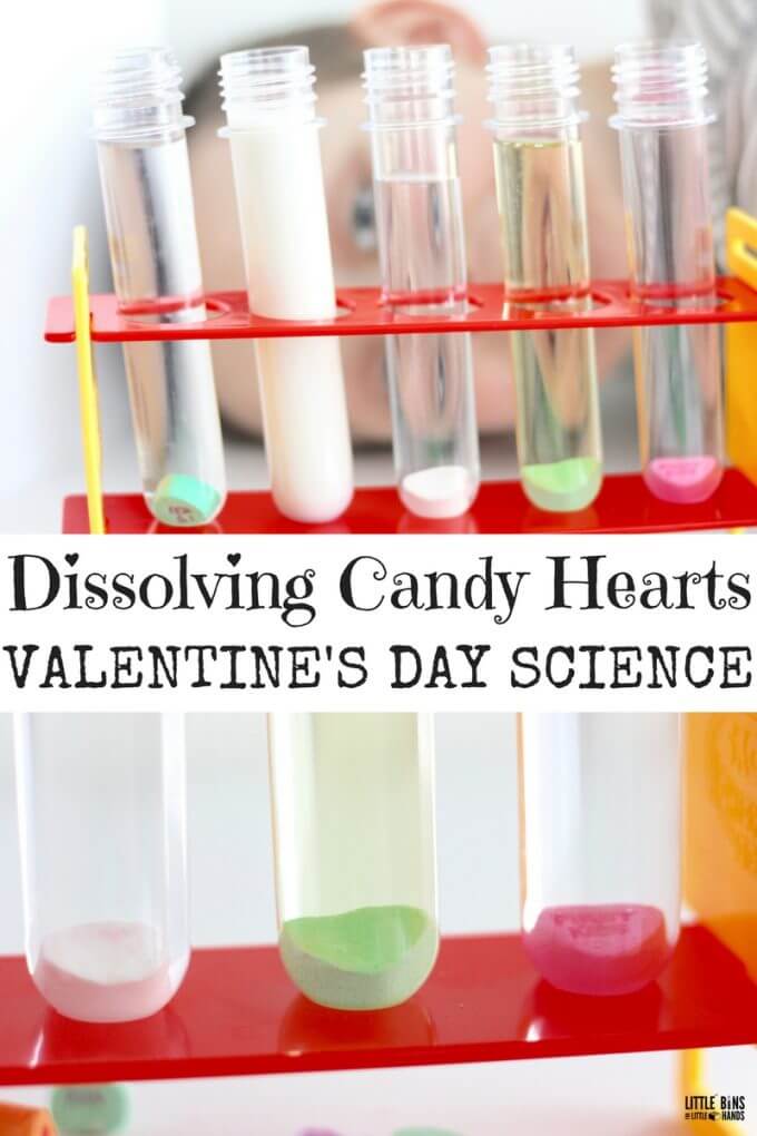 Dissolving candy hearts science experiment with different liquid solvents for a solubility activity