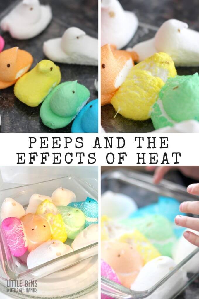 How does heat effect peeps science experiments and activities for Easter science