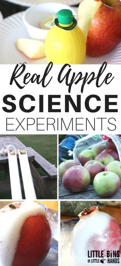 Real apple science experiments perfect for fall science and STEM. Parts of an apple science activities, apple volcanos, apple structures, apple 5 senses science, apple and lemon juice experiment and much more all using real apples!