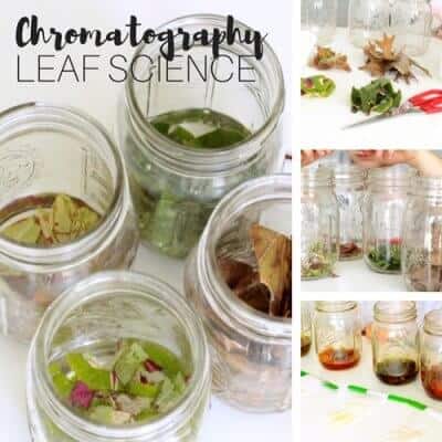 Leaf Chromatography Science Experiment
