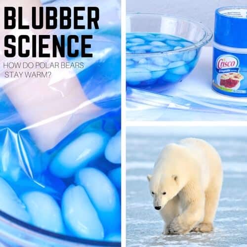 Polar Bear Blubber Experiment