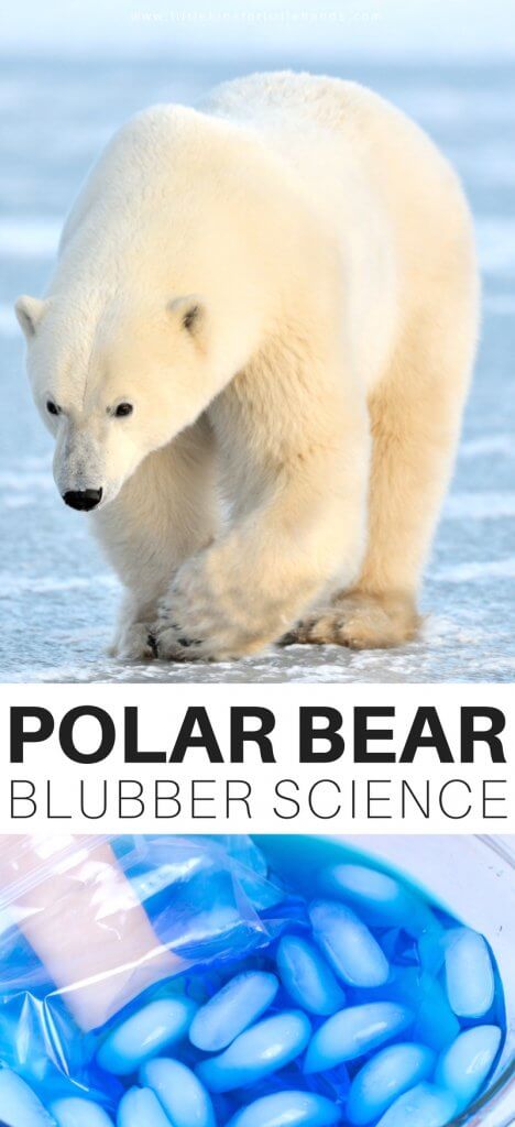 What keeps a polar bear warm when their natural habitat is so harsh? This super simple polar bear blubber science experiment will really help kids feel and see what keeps those big guys (and gals) warm! Simple science helps to shape our kid's worlds!