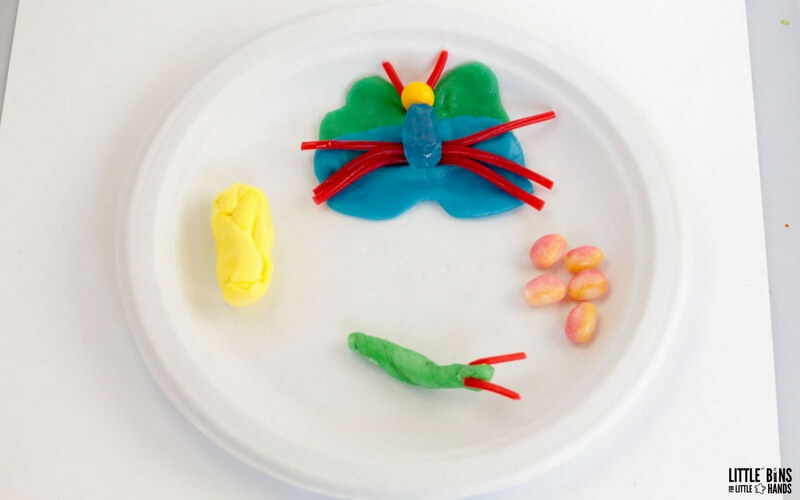 Edible Butterfly Life Cycle and Candy Science Activity
