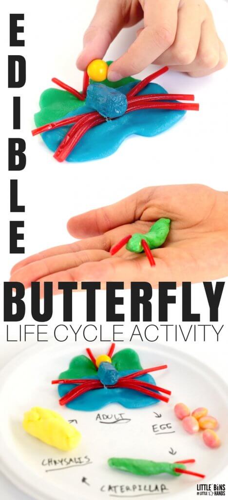 Spring is not only the perfect time to explore butterflies, but it is also the perfect time to make an edible butterfly life cycle. Months of candy filled holidays leave us all with a large pile of candy stored in cabinets. Put some to good use in the name of edible science. This is science and STEM you can eat!