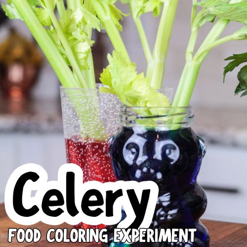 Celery Food Coloring Experiment