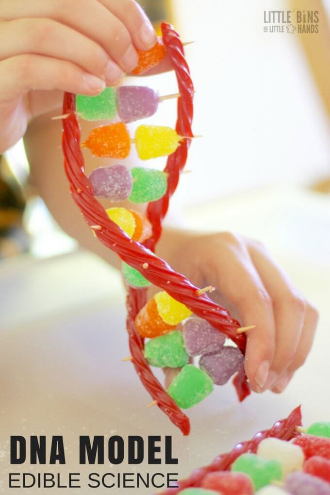 My son's a sweet person... it must be in his DNA. Our yellow lab puppy digs holes... it must be in her DNA. After building our candy DNA model for our edible science series and having a simple conversation about DNA, my son's little DNA jokes didn't quit. DNA is fascinating and making it out of candy is just as fascinating according to my kid. Science you can eat too!