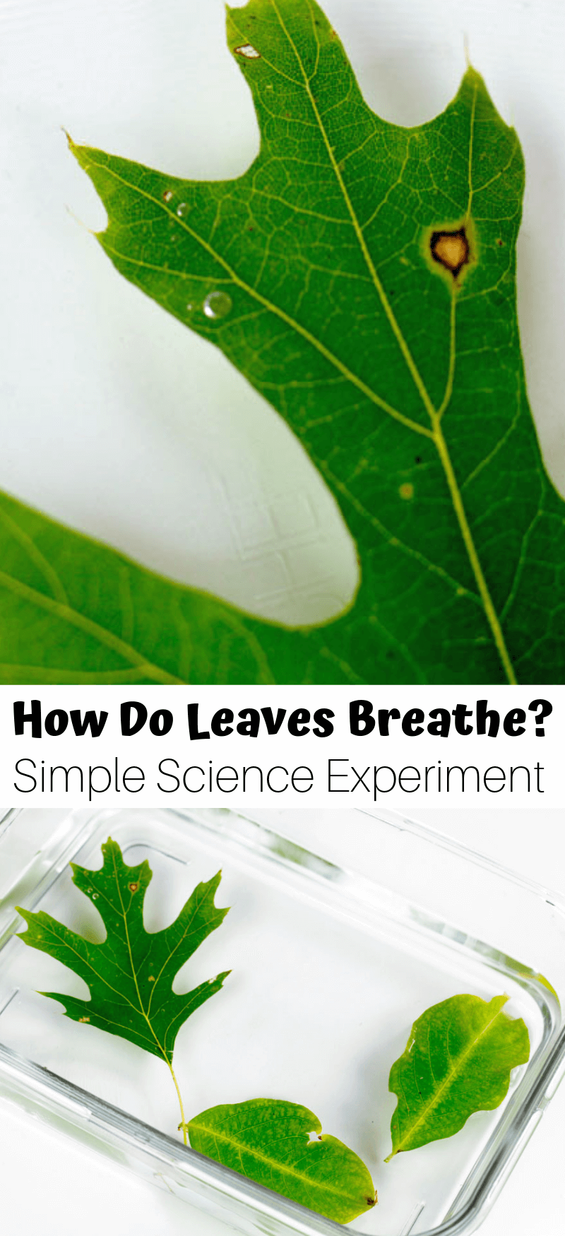 How do plants breathe? Simple science experiment for kids introducing photosynthesis and plant science!