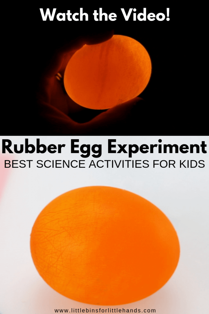 Rubber egg experiment for kids with dissolving eggshell science. Easy egg in vinegar chemistry for kids.