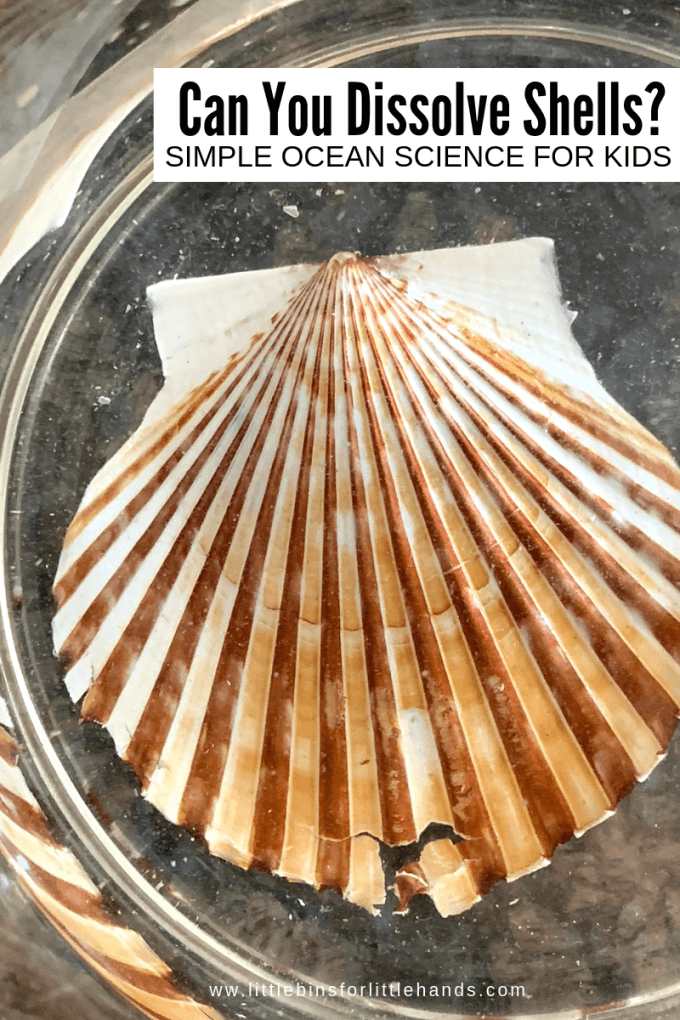What happens when you put seashells in vinegar? Can you dissolve a seashell for simple ocean science activities with kids!
