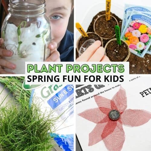 Plant Activities For Preschoolers